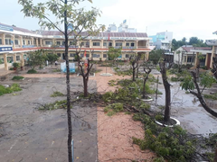 Nhiều trường chặt hạ hàng loạt cây phượng 'vô tội vạ', cộng đồng mạng xót xa