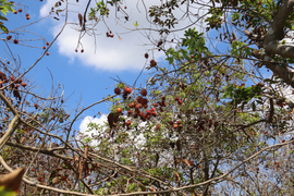 Hạn mặn lịch sử ở miền Tây: Chôm chôm, sầu riêng chết héo, nông dân khốn đốn