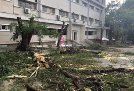 Chặt nhầm còn hơn bỏ sót, bao nhiêu cây phượng chết oan