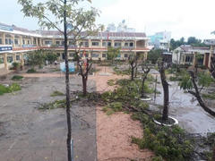 Chặt cây phượng vô tội vạ, tiện cho trường nhưng thiệt cho ký ức học trò