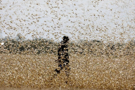 'Bão' châu chấu sa mạc nguy cơ xâm nhập Việt Nam: Bộ NN&PTNT cảnh báo khẩn