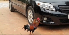 Gà trống mổ xước cả ô tô khi đánh nhau với... bóng mình