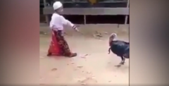 Cậu bé bị gà đuổi chạy tóe khói