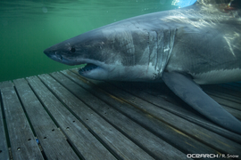 Cá mập bơi hơn 1.000 km để tránh giao phối