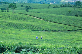 Mộc Châu xanh mướt những ngày hè 