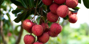 Bí quyết ăn quả vải không sợ nóng