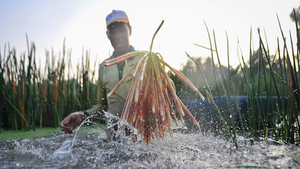 Nông dân Sóc Trăng trồng năn bộp thu hơn 100 triệu đồng mỗi năm