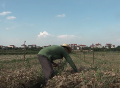 Hai nông dân đầu tiên bị phạt vì dùng thuốc bảo vệ thực vật lậu