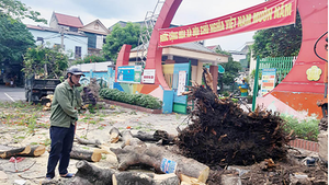 Chặt cây đang tươi tốt, trường học ở Nghệ An bị kiểm điểm