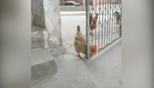 Trợn tròn mắt nhìn gà tự mở cổng