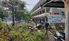 Phượng bật gốc giờ ra chơi, 3 nữ sinh lớp 8 bị thương