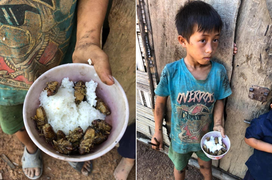 Dân mạng thắt ruột xót thương 4 đứa trẻ Đắk Lắk ăn cơm nguội với ve sầu