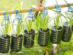 Chàng trai ở đảo Lý Sơn biến thùng xốp, chai nhựa thành chậu cây