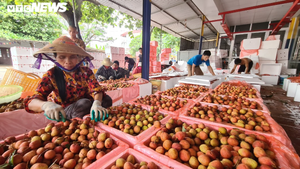 Ảnh: Bắc Giang rộn ràng mùa vải sớm