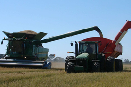 Australia thiếu gạo do dịch COVID-19 và hạn hán kéo dài