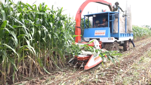 Thợ cơ khí chế tạo máy chặt, nghiền bắp ở miền Tây