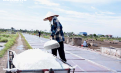 Ảnh: Nhọc nhằn nghề làm muối của diêm dân Thái Bình dưới nắng nóng 40 độ C