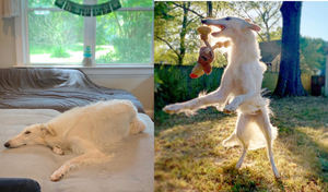 Cái mõm dài ngoằng khiến chó Eris nổi như cồn trên mạng