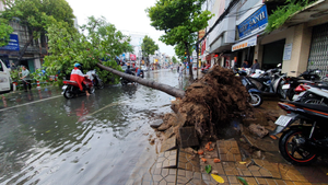 Mưa lớn khiến hàng loạt cây bật gốc, đè trúng nhiều ô tô ở Cần Thơ