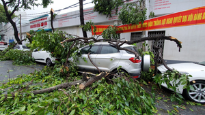 Video: Cây đổ ngổn ngang, đè hàng loạt ô tô sau mưa giông ở Cần Thơ