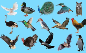 Con vật nào lạc loài trong hình?