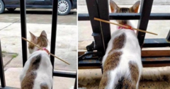 Bà chủ cao tay, mèo hết cách đi hoang