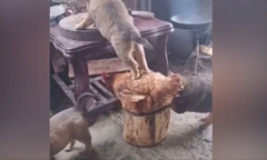 Gà tiếp tay giúp chó ăn vụng