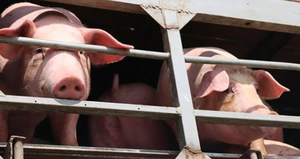 Nuôi lợn 'lướt sóng' để chớp thời cơ giá tăng cao