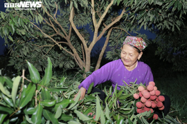 Nông dân Bắc Giang soi đèn thâu đêm thu hoạch vải thiều