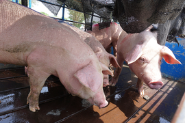 Tại sao thịt lợn không thể thiếu ngoài gà, cá, bò...?