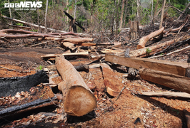 Cận cảnh cánh rừng cổ thụ bị lâm tặc đốn hạ ở Gia Lai