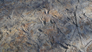 Cá sấu 'quái vật', đi bằng 2 chân như khủng long