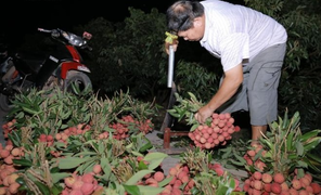 Video: Ra vườn thu hoạch vải cùng nông dân Lục Ngạn lúc 2h sáng