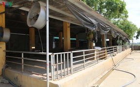 Cận cảnh chợ lợn lớn nhất miền Bắc đìu hiu, ế ẩm khi giá tăng 'sốc'