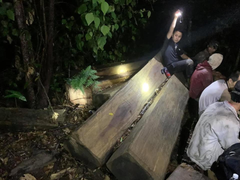 Công an mật phục bắt quả tang nhóm lâm tặc phá rừng nguyên sinh