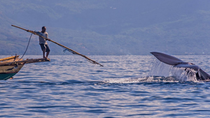 Săn cá voi bằng lao tre ở Indonesia