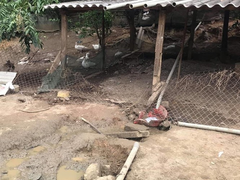 Trâu 'điên' húc chết người phụ nữ đang nhặt trứng trong vườn nhà mình