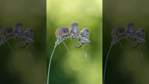 Ảnh đàn chuột đồng ngồi vắt vẻo trên cành lúa mì cực dễ thương 