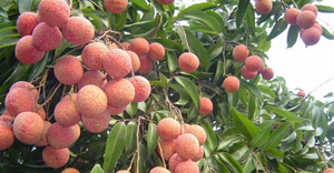 Chuyên gia Nhật Bản bắt đầu kiểm tra vải thiều Lục Ngạn 