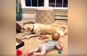 Em bé tập bò theo 'hướng dẫn' của chó cưng