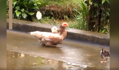 Gà mẹ cõng con, đi gập chân vì sợ con ngã