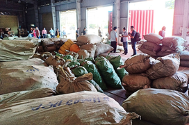 Hơn 100 tấn thảo dược đội lốt củ cải, cà rốt nhập lậu từ Trung Quốc về Đà Nẵng