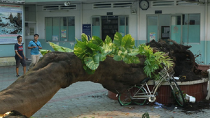 TP.HCM ban hành quy chế chăm sóc, quản lý cây xanh trong trường học