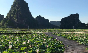 Hang Múa Ninh Bình đẹp thơ mộng mùa sen nở