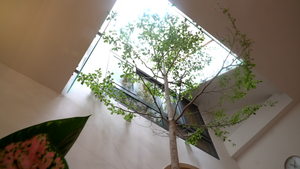 Nhà trong hẻm nhỏ trồng cây bàng cao 3 mét giữa phòng khách