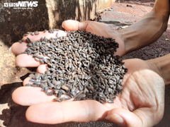 Ảnh: Bọ đen tấn công, người dân ở Gia Lai sống trong lo sợ