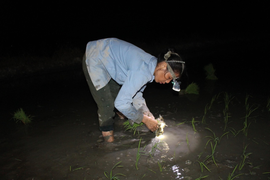 Nông dân đeo đèn pin cấy lúa trong đêm tránh nắng nóng ở Hà Nội