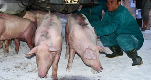 Rẻ hơn trong nước 11.000 đồng/kg, thịt lợn nhập từ Thái Lan bán hết sạch