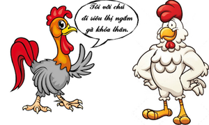 Thú vui của gà trống
