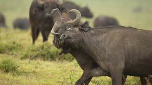 Trâu cùng đàn chọi sừng quyết liệt để tranh ngôi vương